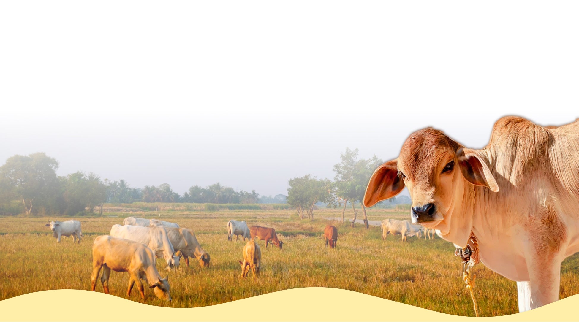 Cows grazing in a field with a clear sky